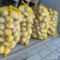 Sprzedam ziemniaki 55+, około 400 worków, z jasnej ziemi. Przygotuję w worku 15 kg/skrzyniopaleta/big bag