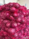 Sprzedam cebulę czerwoną kaliber 6-8 worek 5/10 kg cebula fazorowana 