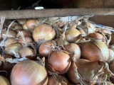 Sprzedam cebulę żółta worek 10/15 kg cebula fazorowana kaliber 4-5/5-7/7+ ilości tirowe i paletowe 