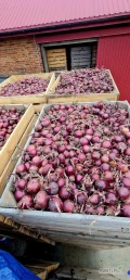 Sprzedam cebulę czerwona Darko luz big bag ilość 12t
