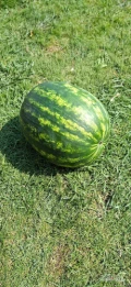 Sprzedam duze ilości arbuza odmiana MELIA. 