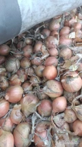 Cebula ŻÓŁTA NA WOREK I DO OBIERANIA, 60-70%6+ Ilości tirowe, import, dostawa do klienta w całej Polsce. Co tydzień nowe oferty do...