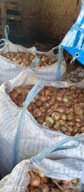 Sprzedam cebulę, kaliber 42+ ilość około 10-12 ton, big bag cena symboliczna 20gr/kg.Cebula czysta jak na zdjęciu.Więcej informacji...