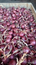 Sprzedam cebule czerwona 45-90 