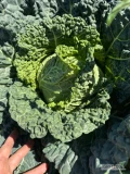 Sprzedam włoską kapustę za +/- 2 tygodnie . 