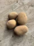 Sprzedam ziemniaki Soraya kaliber 5+