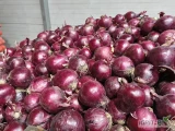 Sprzedam cebule czerwona, kaliber 50/70 i 60/80 ,worek 5,10kg, ilości tirowe 