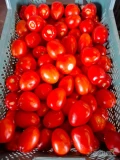 Sprzedam każdą ilość ( ilości paletowe) pomidora gruntowego 