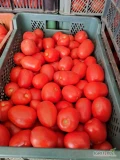 Sprzedam Pomidora dyno na soki,przeciery,krajankę 1zl kg dostępne 6ton gotówka