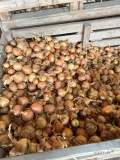 Sprzedam cebulę odmiany Herkules, około 80 ton, niesortowaną, kaliber 40+. Transport odbiorcy lub do negocjacji cenowej. Cena 0,60 gr/kg...
