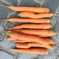 Dzień dobry, sprzedam marchew handlową, cena i ilość do uzgodnienia 