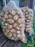 Witam sprzedam ziemniaki młode kopane na luz -bigbagi worek odmiana Riwiera zainteresowanych zapraszam 