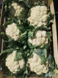 Sprzedam kalafiora 6. &  8  ilości paletowe opakowanie do uzg .ok proszowic 