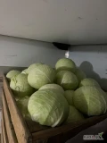 Sprzedam kapustę Białą ilości tirowe . Czysta bez robaka , duże główki 