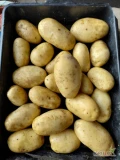 Sprzedam Ziemniaki żółte PRADA 50+  ilości Tirowe,  big bag lub luz 