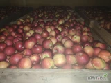 Sprzedam Schampion, Prince  Idared z chłodni. Jabłko suche i jędrne 