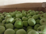 Sprzedam jabłka boiken 7+. Zielony, ładny z chłodni. Opole lubelskie.