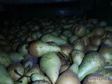 Sprzedam gruszkę konferencje. Chłodnia fresh bez miodówki i gradu. Zrywana od 5,5. Za wagę w skrzyni. Możliwrmniejsze ilości no 300 kg...
