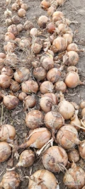 Witam mam do sprzedania cebulę z siewu wiosennego odmiana medusa kaliber 40 80 nadaje się na worek cena 70  