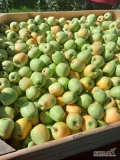 Sprzedam jabłko w skrzyni - Golden, cena do uzgodnienia.  691 950 258
