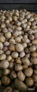Sprzedam ziemniaki odsortowe, myte, w skrzyniopaletach.