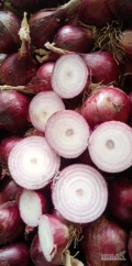Sprzedam cebulę czerwoną około 20 Ton 
