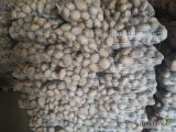 Sprzedam ziemniaki jadalne odmiany Ignacy z jasnej ziemi sortowane lub nie sort opakowanie dowolne ilości paletowe,tirowe ilość 400 ton