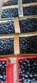 Sprzedam większe ilości borówki amerykańskiej 