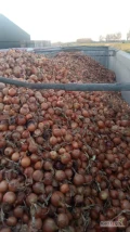 Cebula na pakowanie i obieranie. Ilości tirowe. Import. Dostawa do klienta, cała Polska. Www.river-onions.nl 