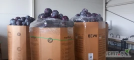 Sprzedam piękną czerwoną kapustę. Ilość 100 ton. Waga od 1- 4,5 kg. Może być do przemysłu, na surówki lub na handel. 