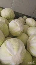 Witam sprzedam kapuste białą kaliber 1/4 kg szykowaną w karton box zainteresowanych zapraszam .