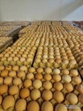 Sprzedam jajka klasy s 1.51 kg wytłaczanka. Odbiór osobisty ilości paletowe.