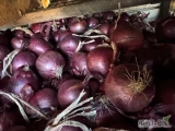 Sprzedam cebulę czerwoną kaliber 4-5/5-7/5-8 worek 5/10 kg big Bag  