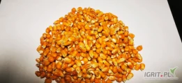 Sprzedam kukurydze flintową LG BELGRANO