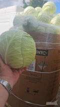 Witam sprzedam kapuste przemysłową białą I czerwoną szykowaną w karton box market też posiadam ilości tirowe zainteresowanych...
