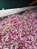 Cebula CZERWONA na worek i do obierania. Ilości tirowe, import, dostawa do klienta w całej Polsce. 60%6mm+. Co tydzień nowe oferty do...