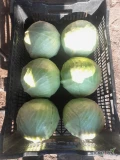 Sprzedam kapustę białą duża ilość kaliber 1kg do 2,5kg