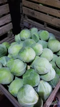 Sprzedam kapustę białą marketów, ładna, czysta. Opakowanie do uzgodnienia.