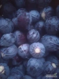 Sprzedam kapustę czerwona 1-3kg 