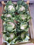 Sprzedam kalafior 8 około 200 Łuszczek i 220 łuszczek 6