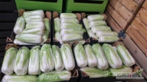 Sprzedam kapustę pekińska ilości paletowe od 0.5-2kg