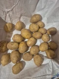 Sprzedam ziemniaki odmiany Gala Queen Anne Soraya możliwość mycia kaliber 40+ opakowanie big bag, luz ilości tirowe i mniejsze