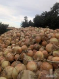Sprzedam cebulę na worek po kalibracji 4-9  1 zł kilogram około 13 ton pakowanie do uzgodnienia big bag,skrzynie,luz
