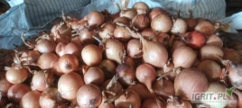 Sprzedam cebulę Centro ładna łuska nie fazorowana. 