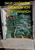 K U P I Ę ogórki szklarniowe od dużego producenta sortowane najlepiej sortownikiem ilość busowa codziennie proszę o kontak...