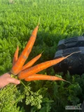Sprzedam marchew odmiana trafford duże ilosci