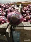 Cebula czerwona na obieranie . Kaliber 8-12.