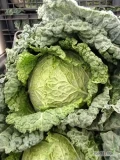 Sprzedam kapustę włoska na szt opakowanie do uzg ok 3 tys szt 