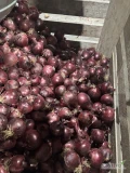 Hejka do sprzedania ładna cebula czerwona zdrowa twarda mocna łuska kal 5 + możliwość sortowania pakowania na gotowo worek skrzynka...