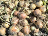 Sprzedam dużą cebulę na obieranie ilości tirowe.